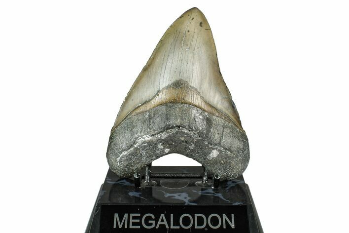 Fossil Megalodon Tooth - North Carolina #348163